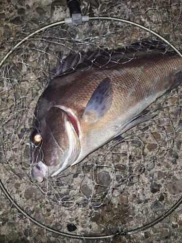 コショウダイの釣果