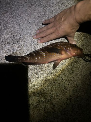 キジハタの釣果