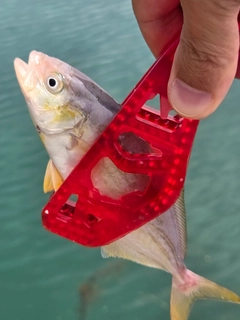ショゴの釣果
