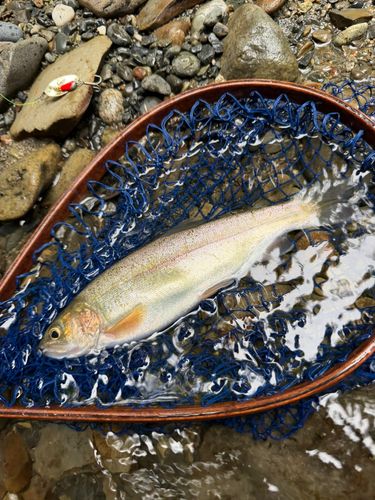 ホウライマスの釣果