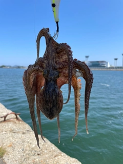 マダコの釣果