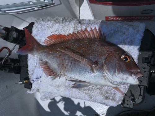 マダイの釣果