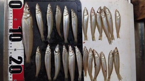 シロギスの釣果