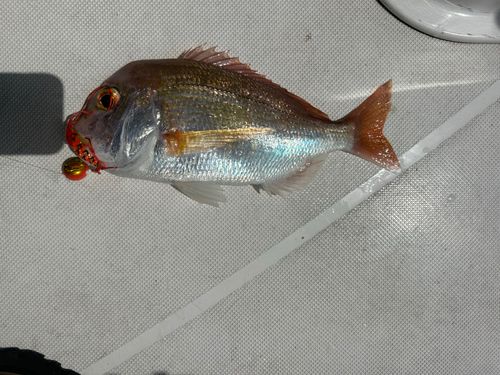 キダイの釣果