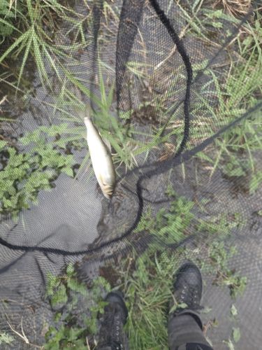 アユの釣果