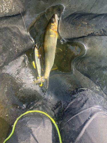 アユの釣果