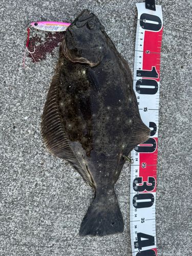 ヒラメの釣果