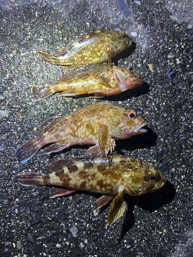 カサゴの釣果
