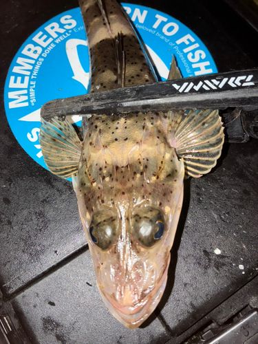 イネゴチの釣果