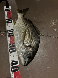 キビレの釣果