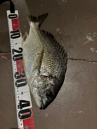 キビレの釣果