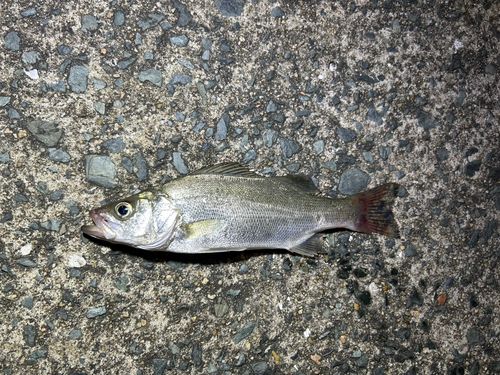 セイゴ（ヒラスズキ）の釣果