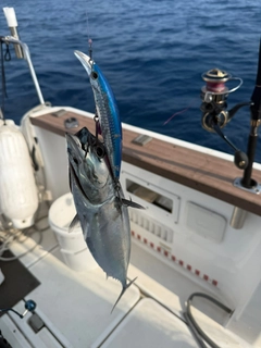 ソウダガツオの釣果