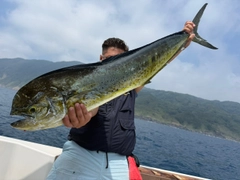 シイラの釣果