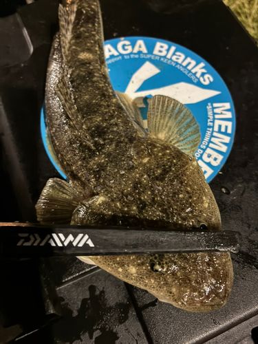 マゴチの釣果