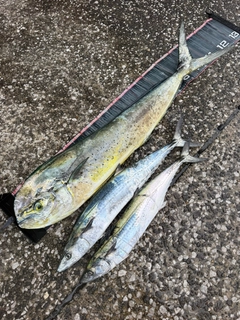 サワラの釣果