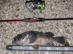 クロソイの釣果
