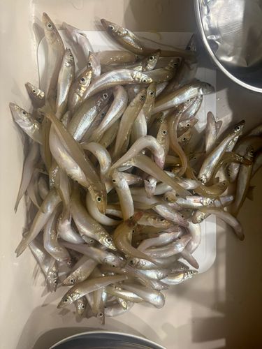キスの釣果