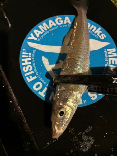 シロギスの釣果