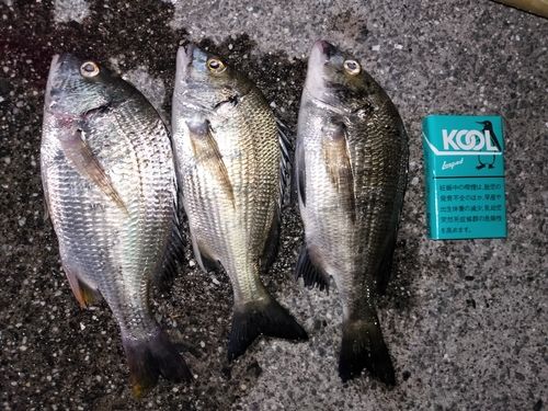 チヌの釣果