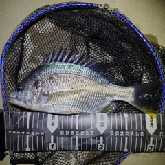 キビレの釣果