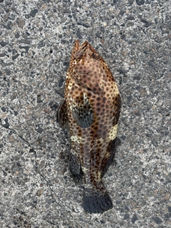 オオモンハタの釣果
