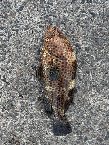 オオモンハタの釣果
