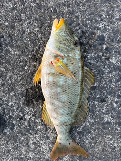 ムネアカクチビの釣果