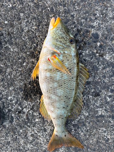 ムネアカクチビの釣果