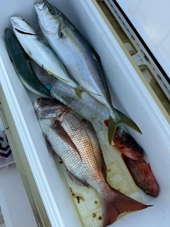 イナダの釣果