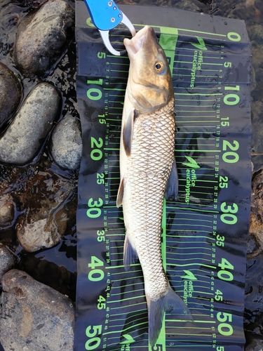 ニゴイの釣果