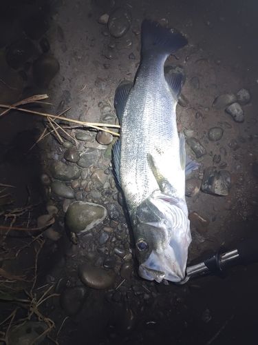 フッコ（マルスズキ）の釣果