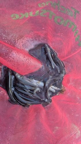 アユの釣果