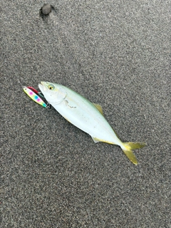 ワカシの釣果