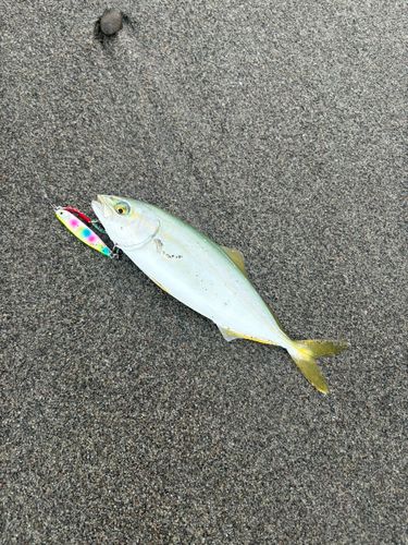 ワカシの釣果