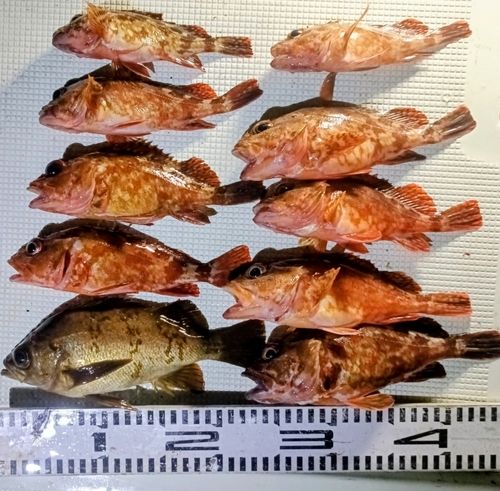 ガシラの釣果