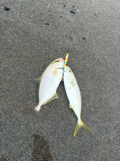 ショゴの釣果