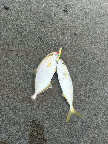 ショゴの釣果