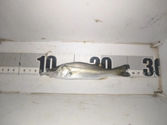 セイゴ（マルスズキ）の釣果