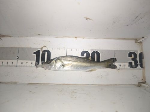 セイゴ（マルスズキ）の釣果