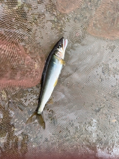 アユの釣果