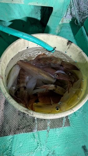 ケンサキイカの釣果