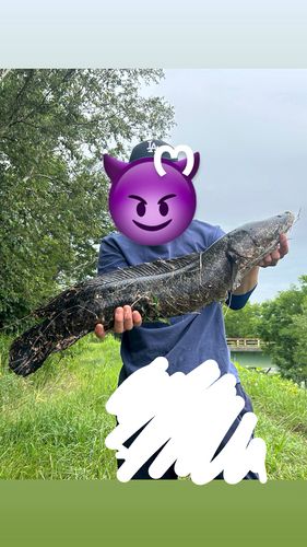 スネークヘッドの釣果