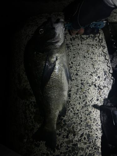チヌの釣果