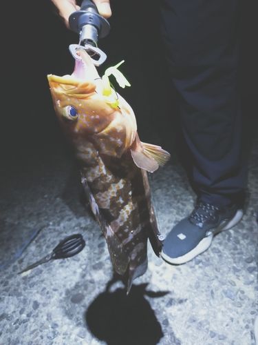 アコウの釣果