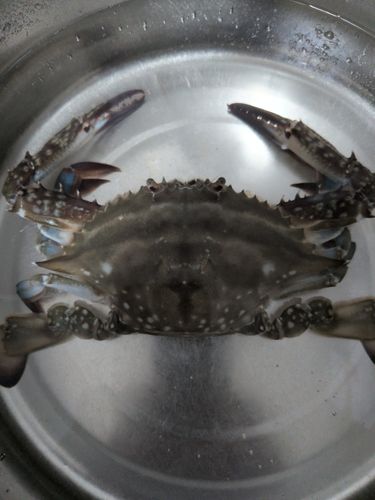 ワタリガニの釣果