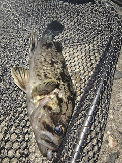 クロソイの釣果
