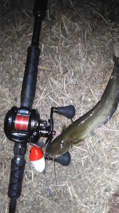 ニホンナマズの釣果