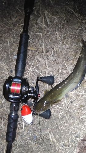 ニホンナマズの釣果