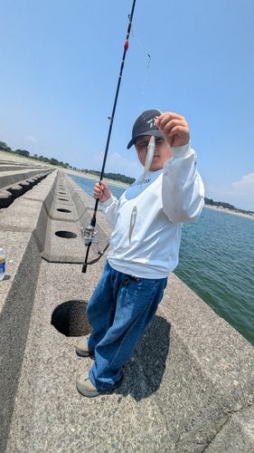 キスの釣果